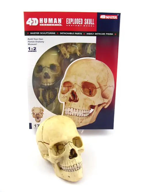 HUMAN ANATOMY SKULL 17pcs