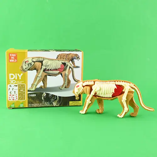 DISSECTION WILD ANIMALS 3D DIY