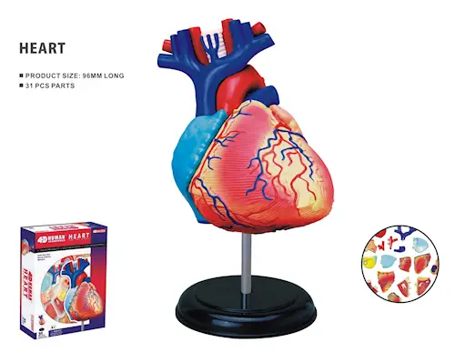 HUMAN ANATOMY HEART 31pcs
