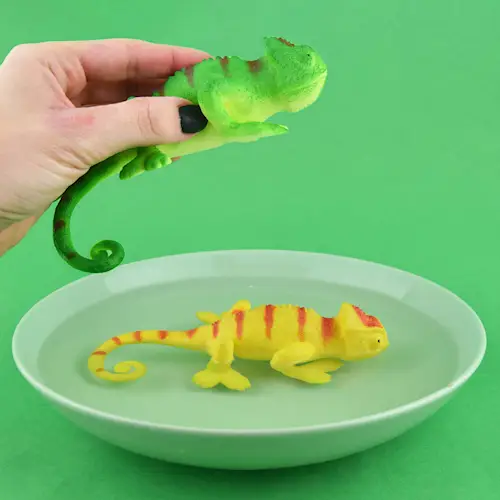 LIZARD COLOR CHANGING