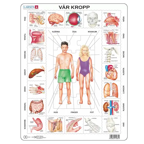 PUZZLE HUMAN BODY SWEDISH 35pcs
