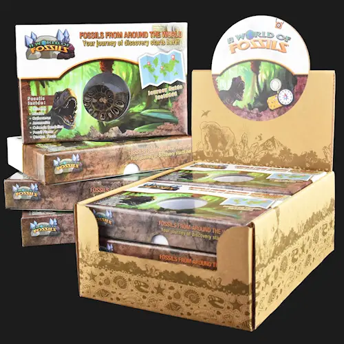 FOSSILS FROM AROUND THE WORLD 7pcs