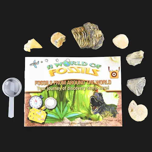 FOSSILS FROM AROUND THE WORLD 7pcs