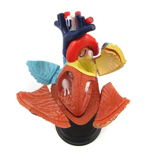 HUMAN ANATOMY HEART 31pcs